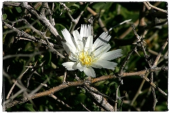 Flower & Brush
